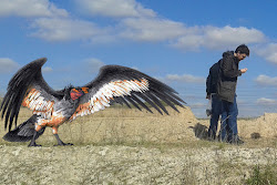 argentina condor species scientists eagle wings archaeologynewsnetwork gr