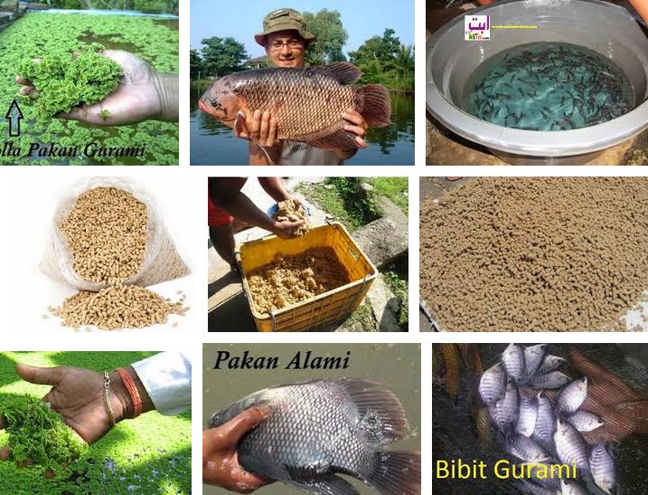pemberian pakan yang tepat untuk benih gurame