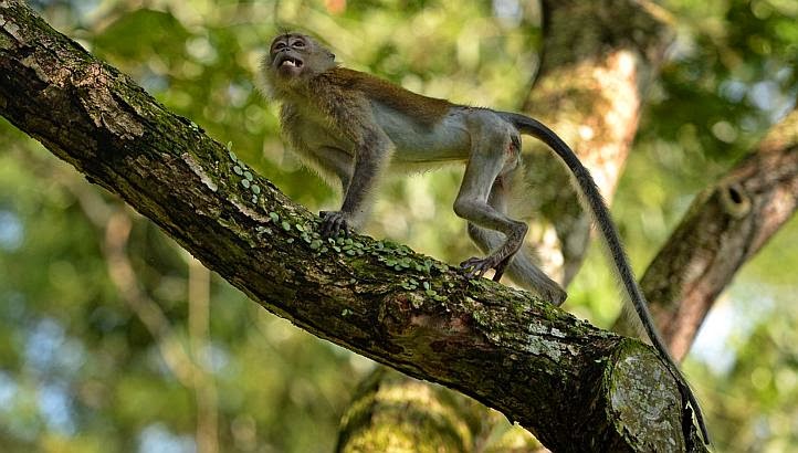 wildsingapore news: Rescued macaque nursed back to health and released back  to the wild