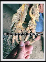 Sisik Kaki Ayam Terlangka Didunia
