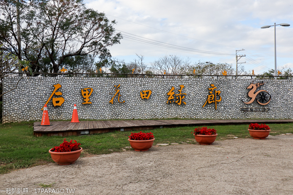 后里花田綠廊大波斯菊花海盛開,賞花拍照順遊棒棒糖花海 后里花田綠廊大波斯菊花海盛開,賞花拍照順遊棒棒糖花海