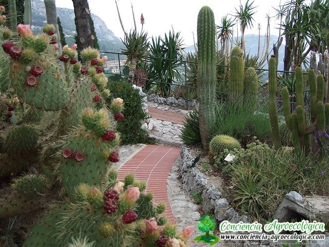 jardín con cactus jardín adornado con cactus y otras suculentas