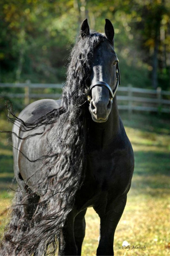 Unique Friesians horse