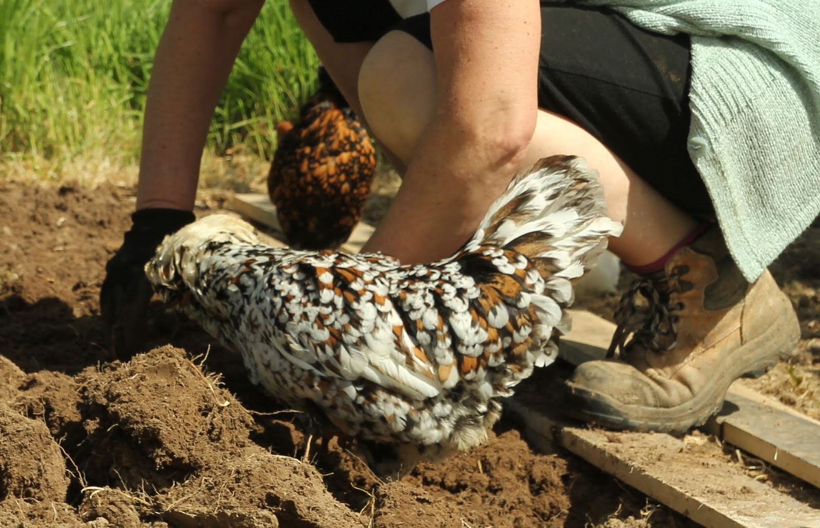 GARDENING WITH CHICKENS & QUAIL The Holistic Hen How to raise quail