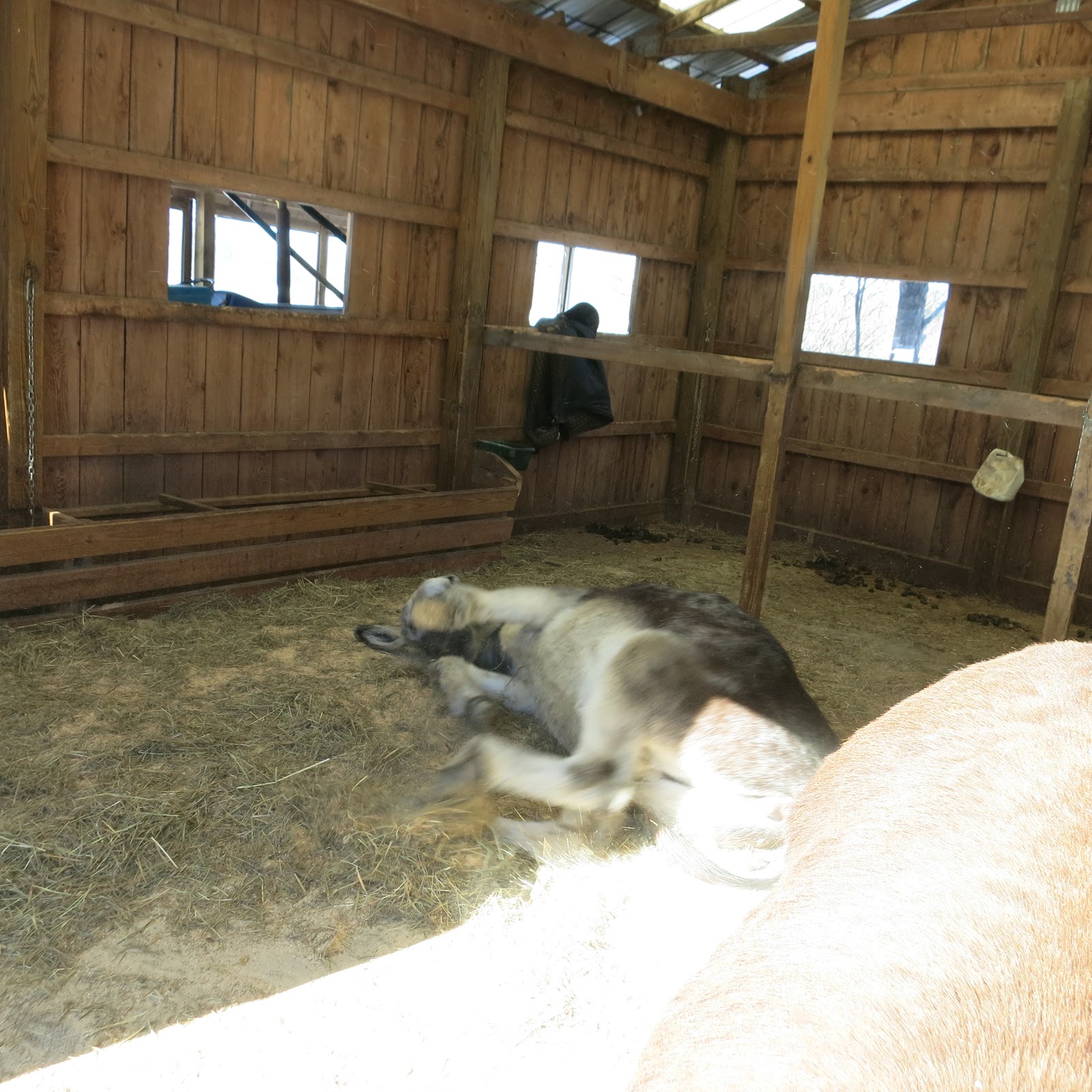 The Dancing Donkey Bath Time