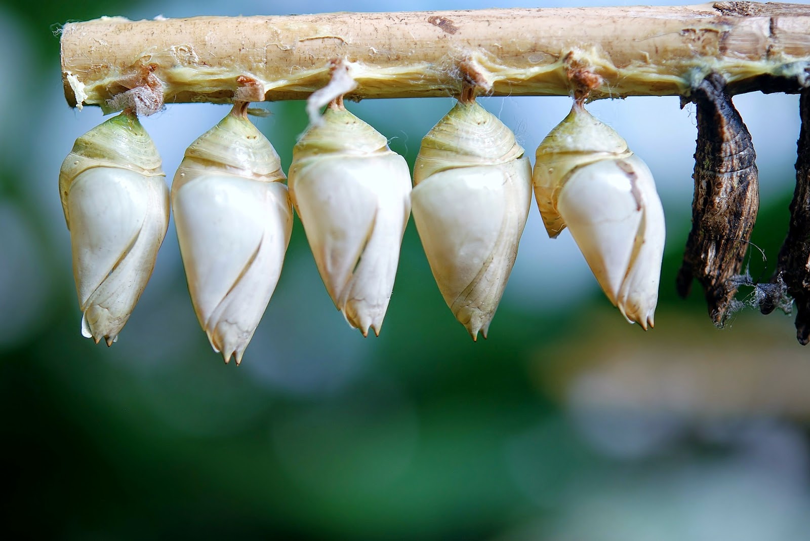 Michelle Boddie Beautiful Cocoons