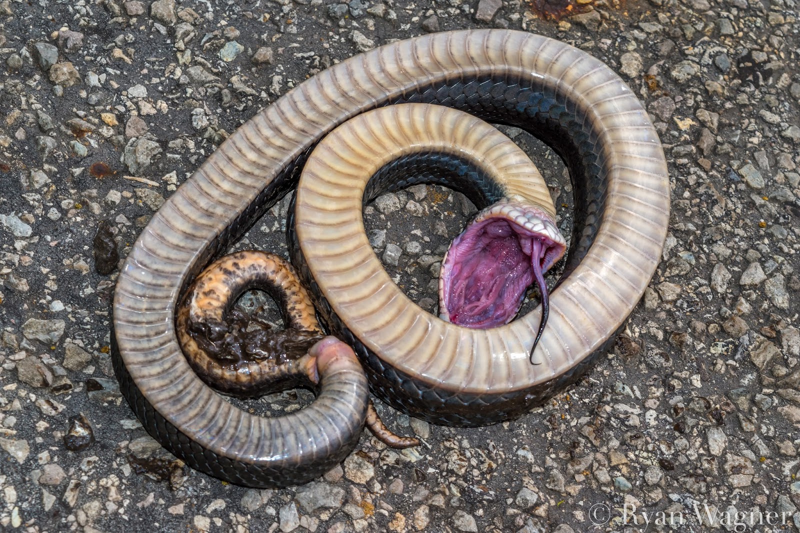 Hognose snake playing dead in a field