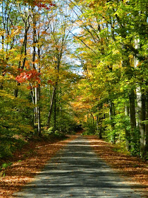 Muskoka fall colours cottage road by garden muses--a Toronto gardening blog