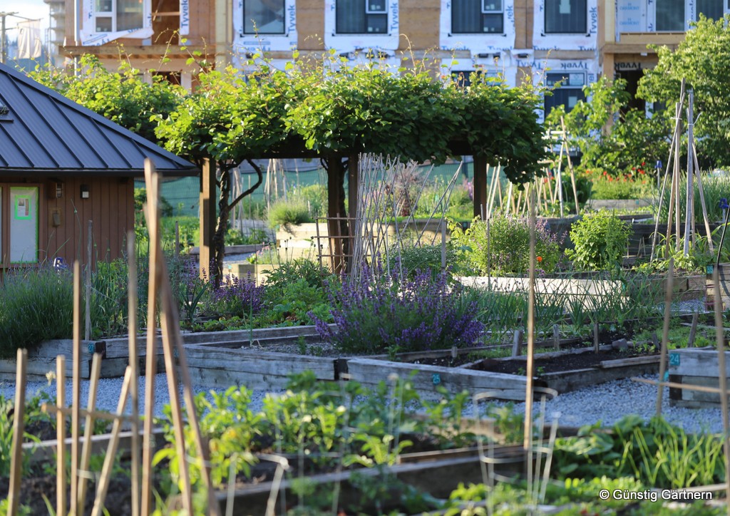 Günstig gärtnern Quadratisch und praktisch