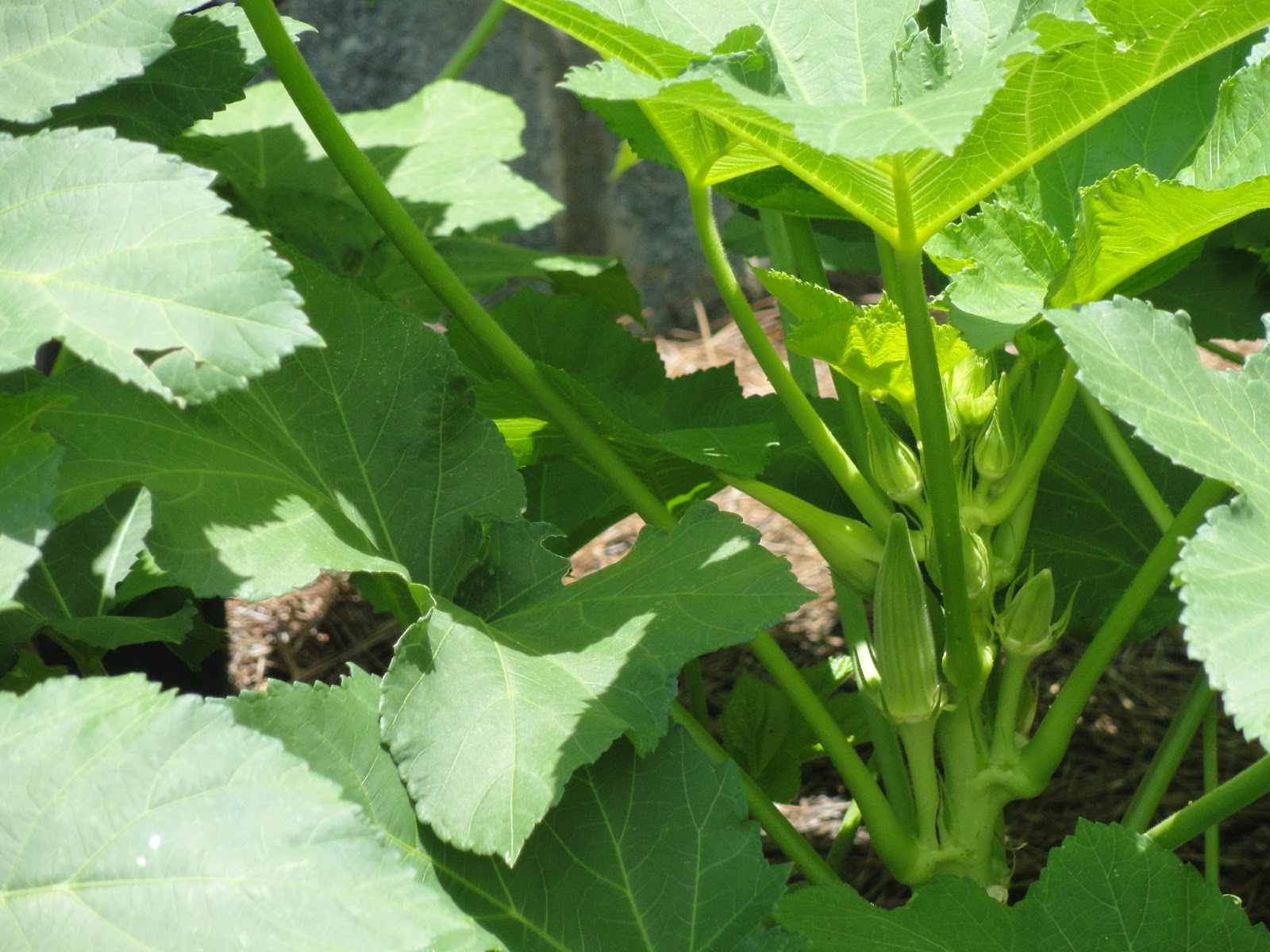 Plant to Plate Crispy Roasted Okra