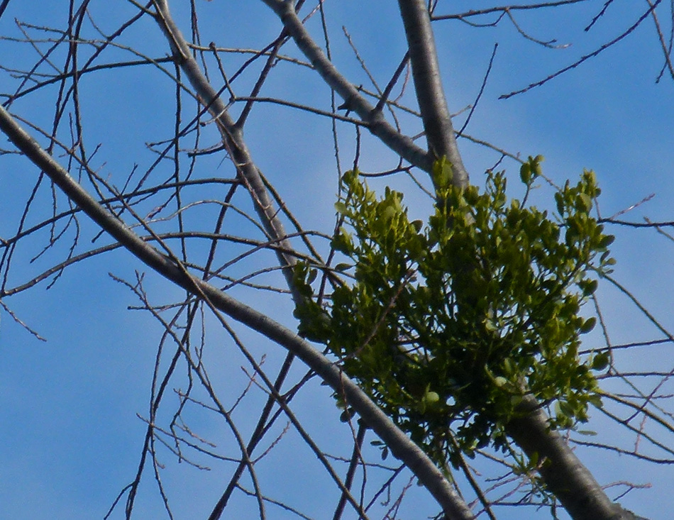 KY Natural Inquirer What's that Blob in the Tree?