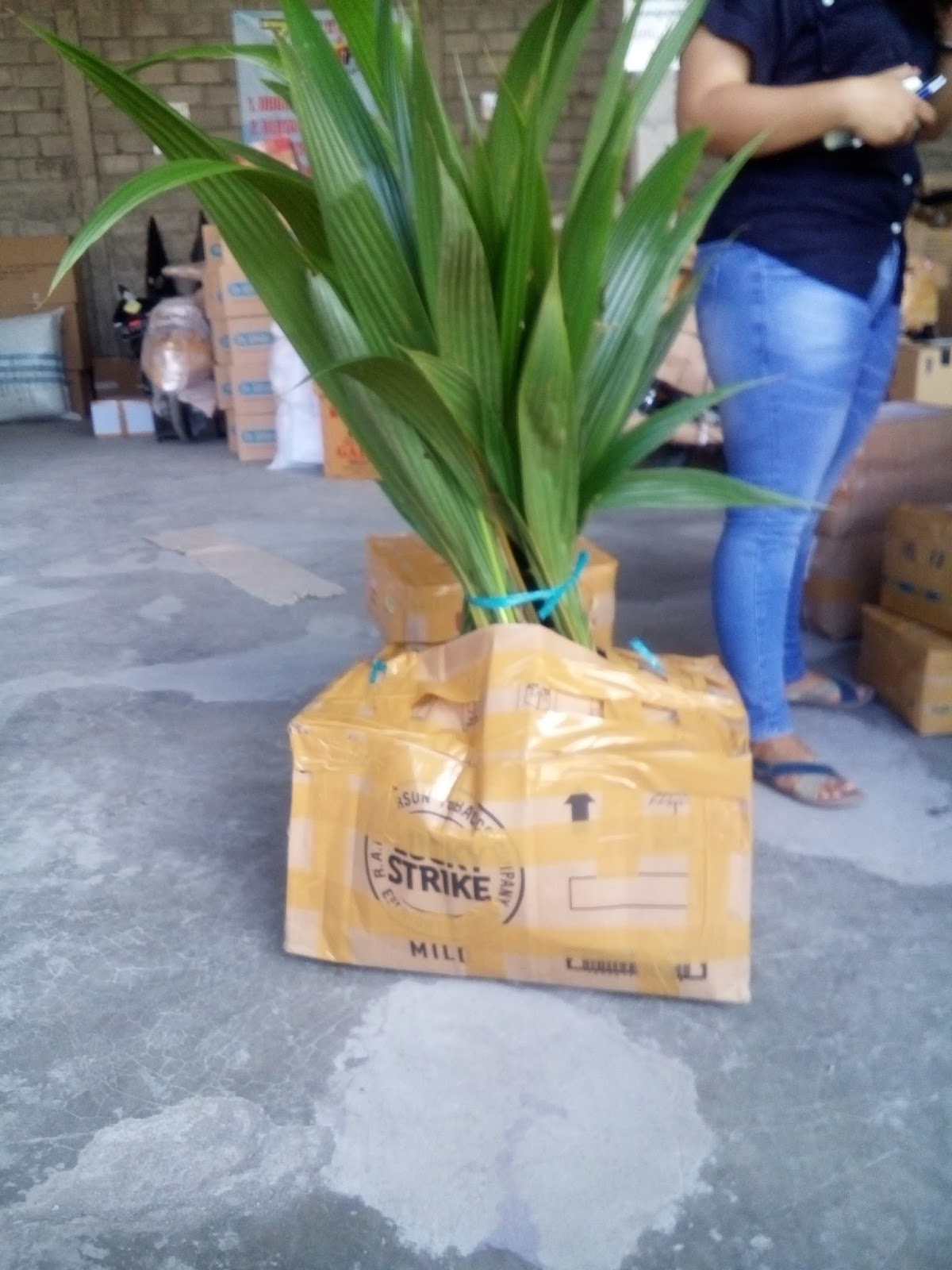 jual bibit kelapa kopyor genjah harga cara budidaya jual bibit kelapa kopyor genjah harga cara budidaya