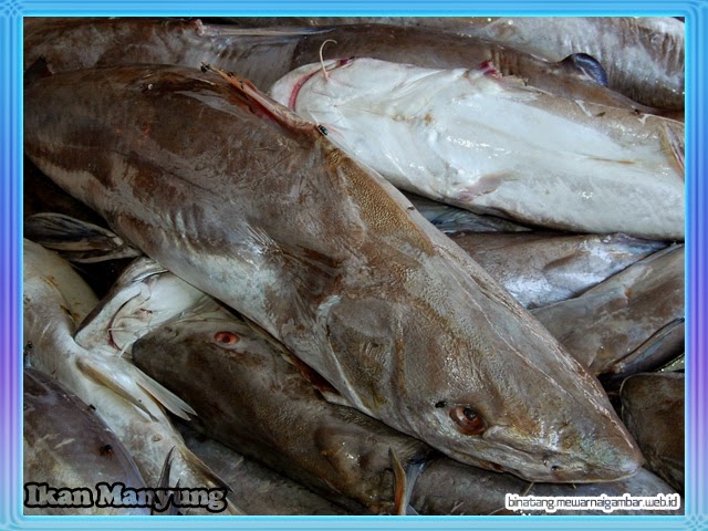 gambar ikan manyung