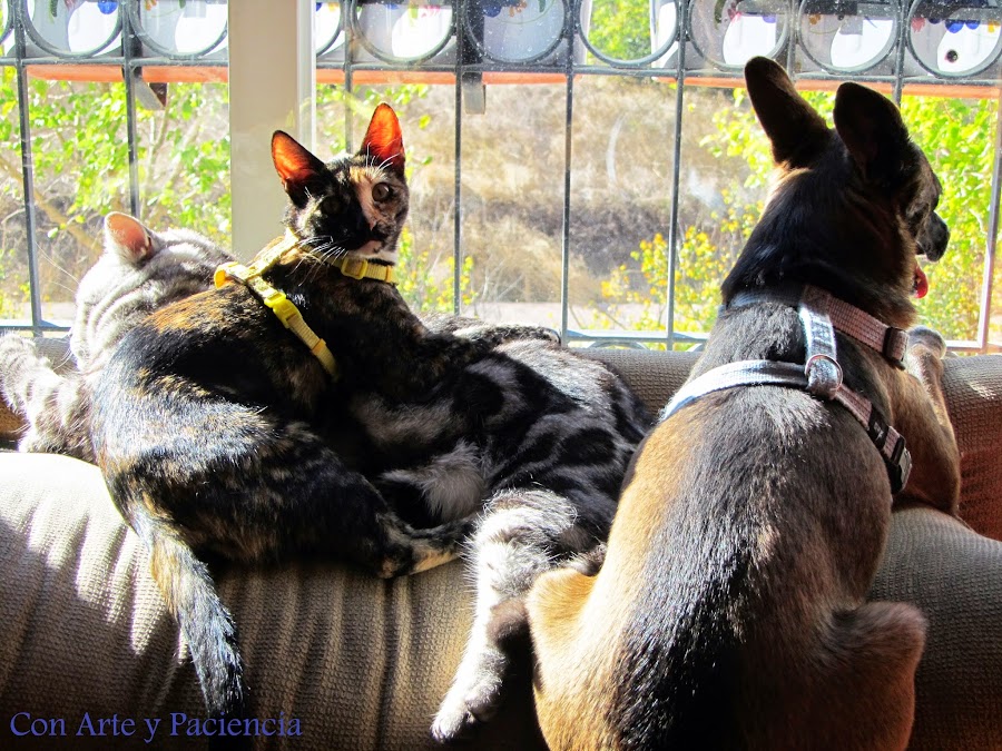 Cat,gato,gatito,kitty,bonitos,cute,tiernos,tenders,mascotas,pets,imagenes,dormir,sleep,bonitos,