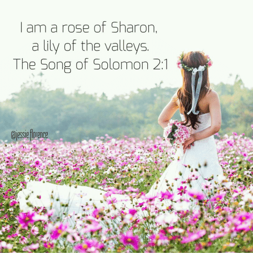 Book Readers Heaven Spotlighting The Rose of Sharon by Gilbert Wesley