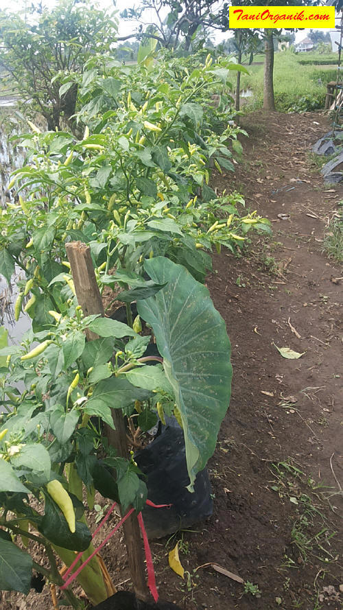 Serangan keriting daun, bukan lagi hal yang menakutkan jika penanganannya benar.