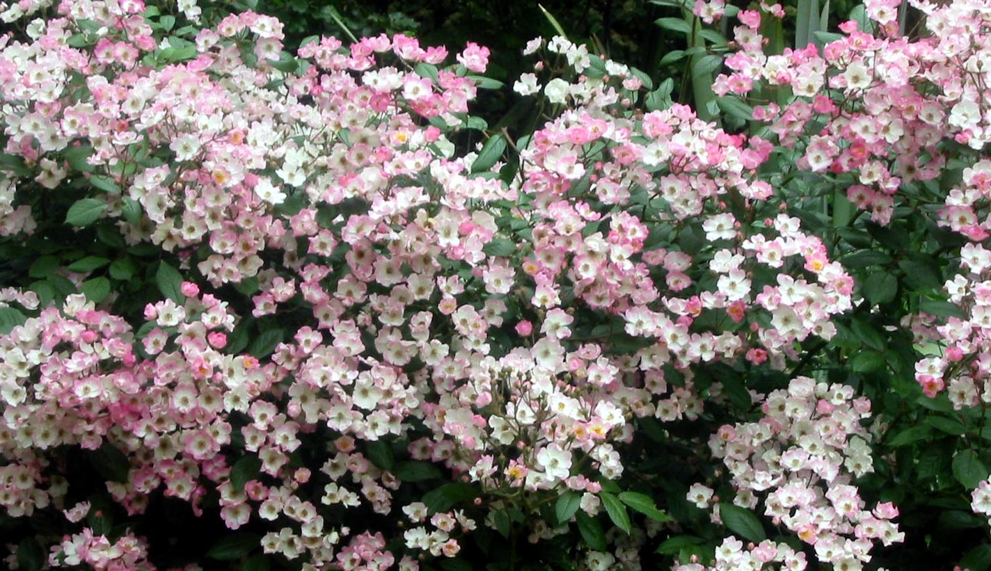 Children Of The Corm A Charleston Garden Blog 10 Shade Tolerant Roses Ballerina Probably My Favorite