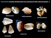 Conchas de gasterópodos