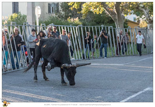Corsa camarghese toro pronto a caricare