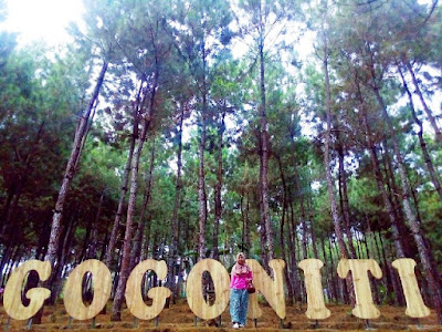 Hutan Pinus Gogoniti Blitar Hutan Pinus Gogoniti Blitar
