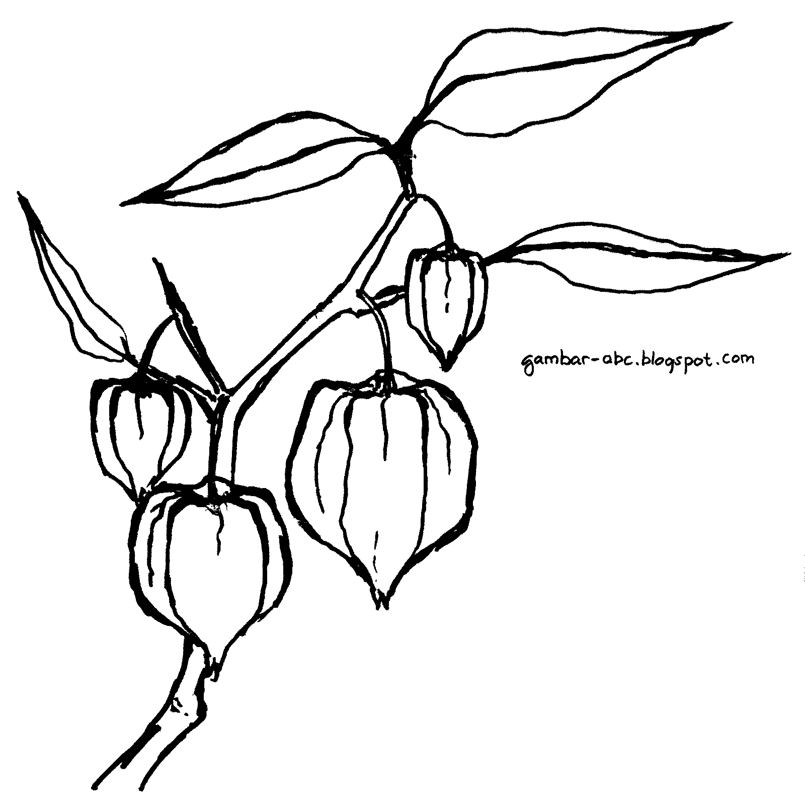 Buah Ciplukan - Contoh Gambar Mewarnai