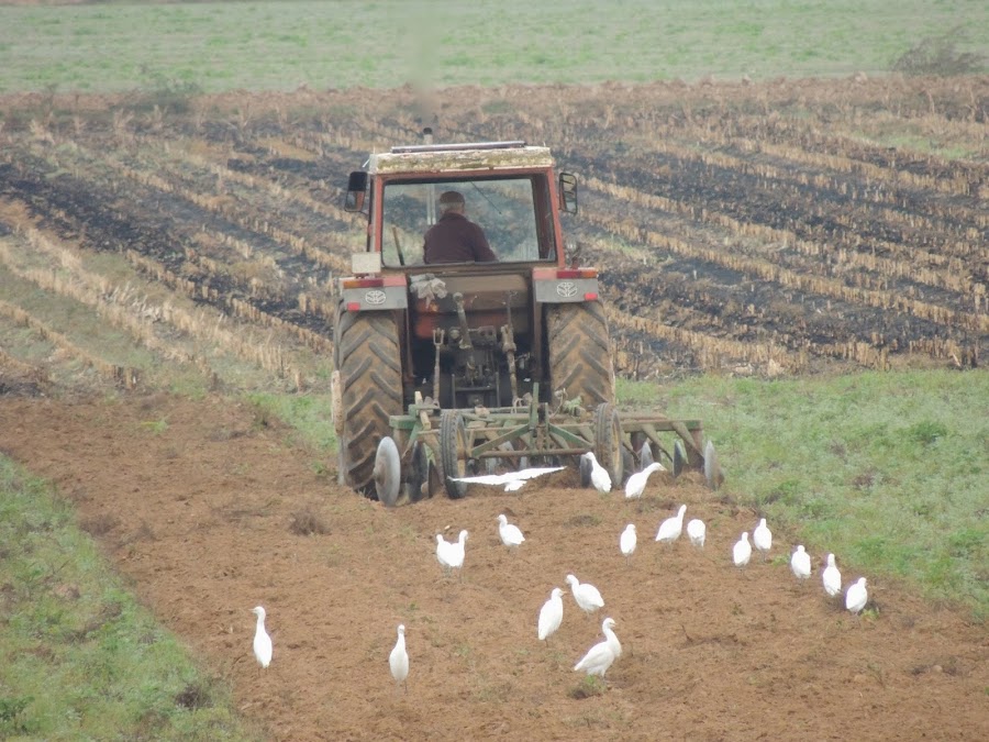 GARCILLAS BUEYERAS TRAS UN TRACTOR
