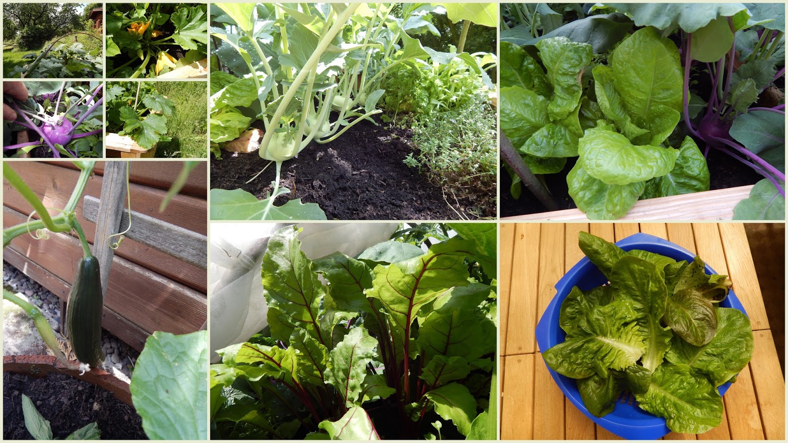 Reisbluete veganblog Biovegan Gärtnern Wie befülle ich mein Hochbeet?
