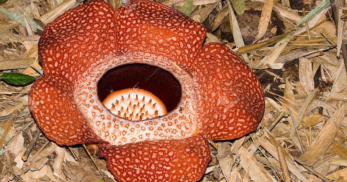 Easy Way (A Blog For Children) Biggest Flower of The World Rafflesia