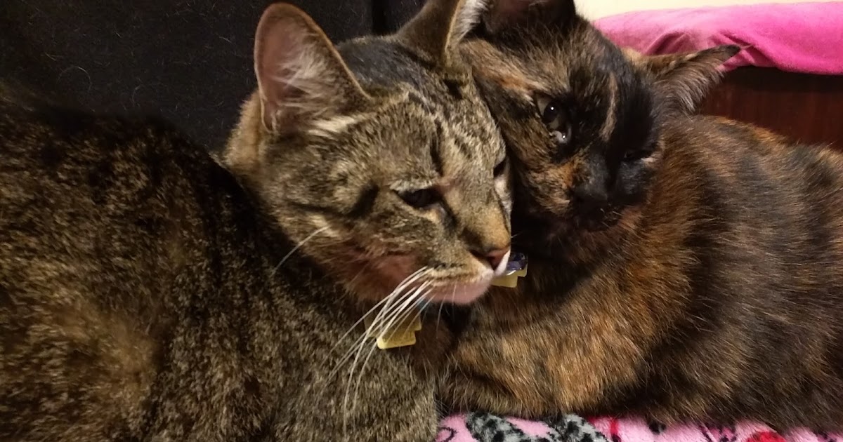 The Dog Geek Caturday How to Keep the Dog Out of the Cat Food