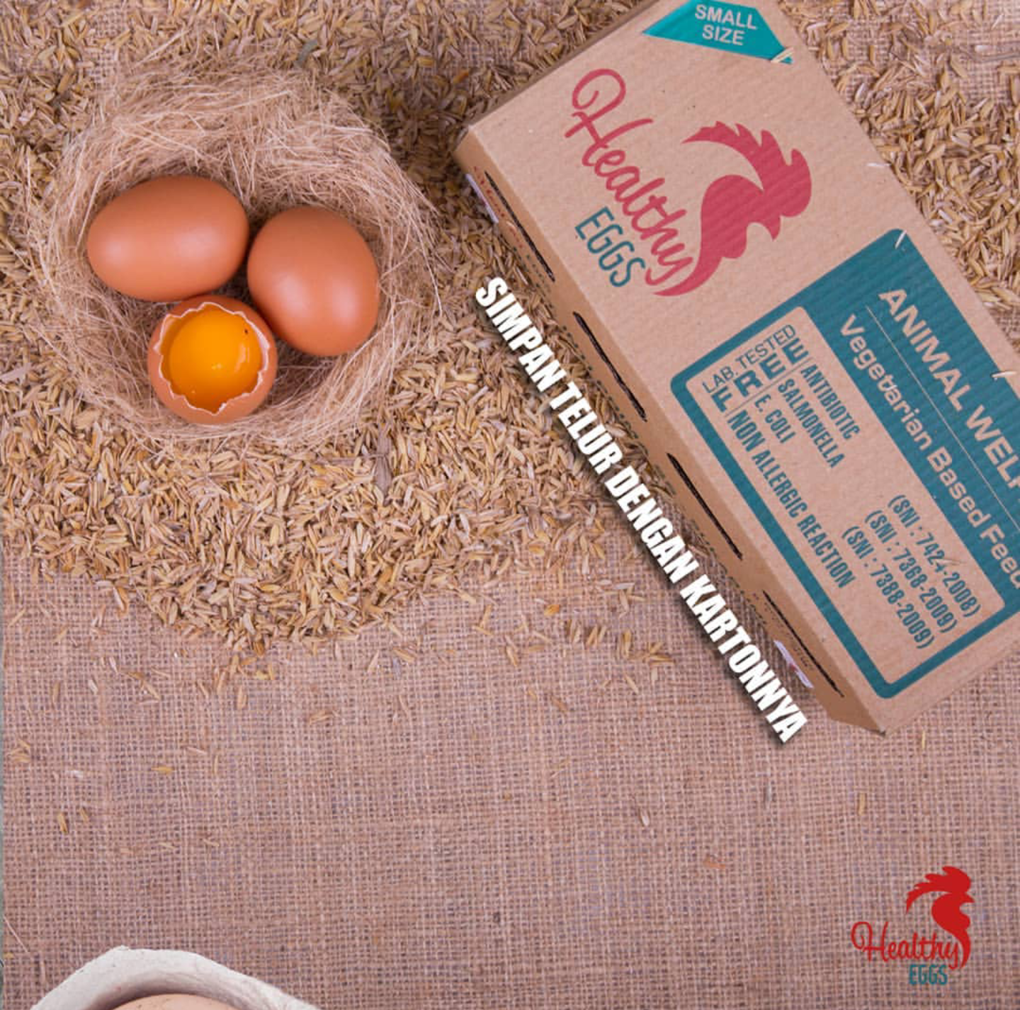 Mengenal Kualitas Telur Ayam yang Baik dan Benar di Desa Cikoneng