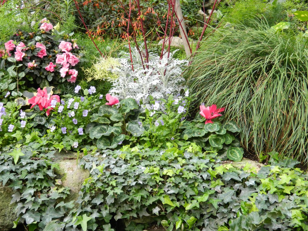 Toronto Allan Gardens Conservatory Spring Flower Show 2013 showing pink azalea and cyclamen, silver dusty miller, green sedge, blue pansies and English ivy by garden muses: a Toronto gardening blog Toronto Allan Gardens Conservatory Spring Flower Show 2013 showing pink azalea and cyclamen, silver dusty miller, green sedge, blue pansies and English ivy by garden muses: a Toronto gardening blo