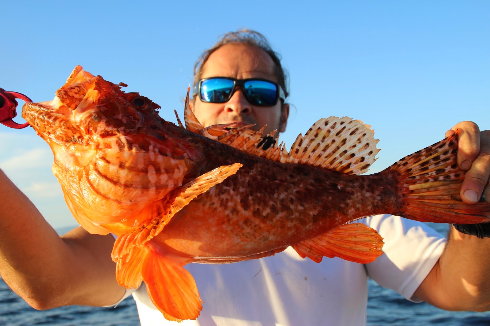 La Pesca en Oliva Nautic: escorpa,cabracho,rotja..........