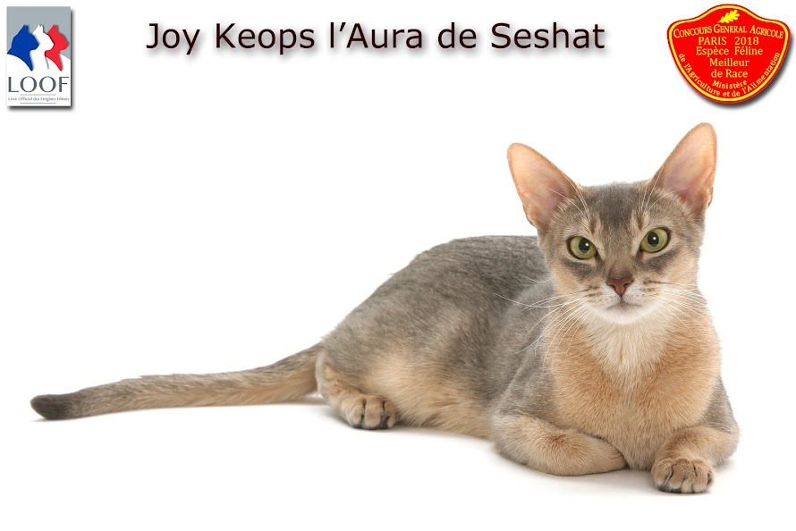 JOY KEOPS