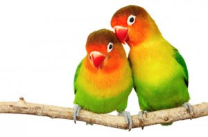 lovebird kacamata nyasa lovebird kacamata nyasa