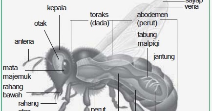 Filum Arthropoda Struktur Tubuh Sistem Reproduksi Jenis Jenis