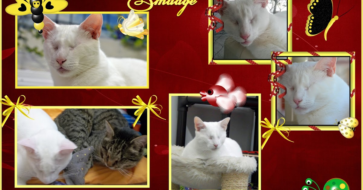 Blind Cat Rescue & Sanctuary