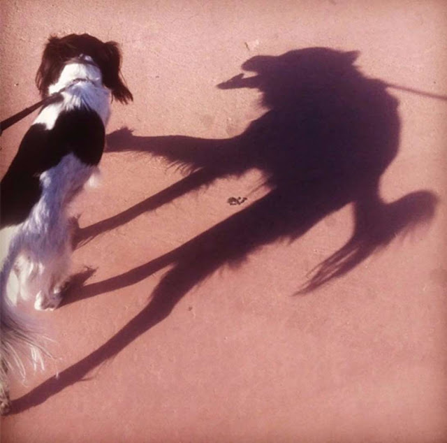 21 imagens surpreendentes de sombras Elfandarilha