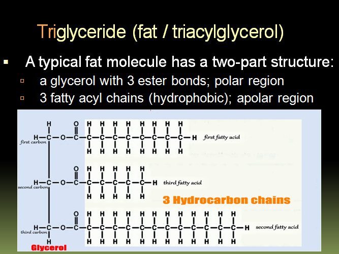 Fatty Acids Hydrolysis Of Fatty Acids