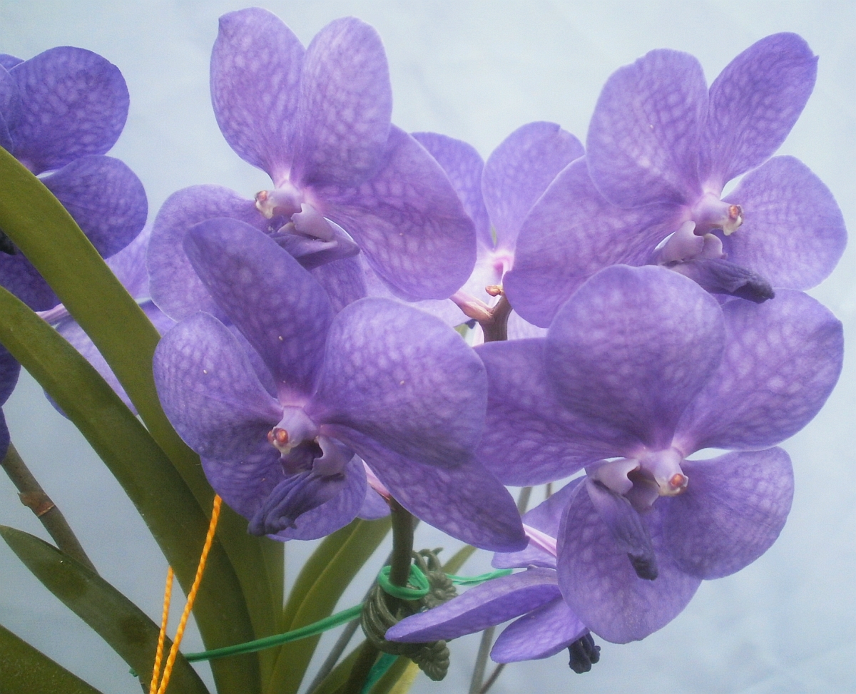 Plants are the Strangest People Pretty pictures Ascocenda Princess Mikasa