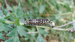 Papilio (Papilio) machaon caterpillar IMG-20170702-160406
