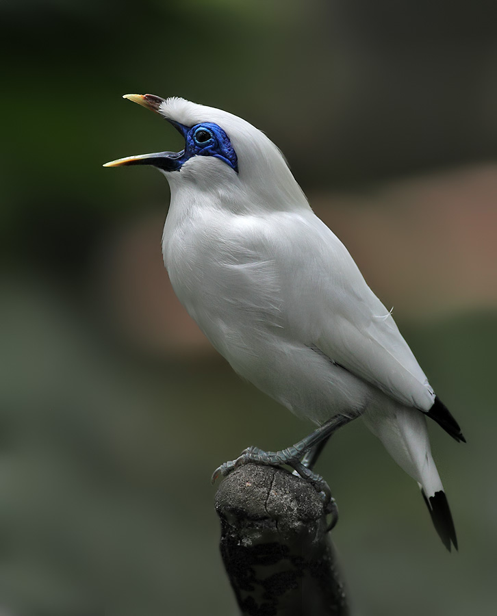 Habitat Burung Jalak Bali Habitat Aslinya Yang Sekarang Ini Nyaris Punah