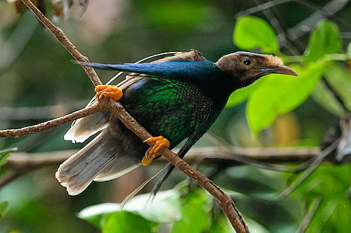 Burung bidadari halmahera Burung bidadari halmahera