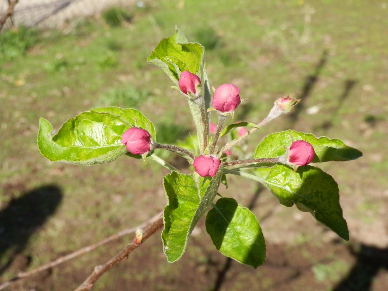 Our Bit of Dirt Yellow Delicious Apple Tree