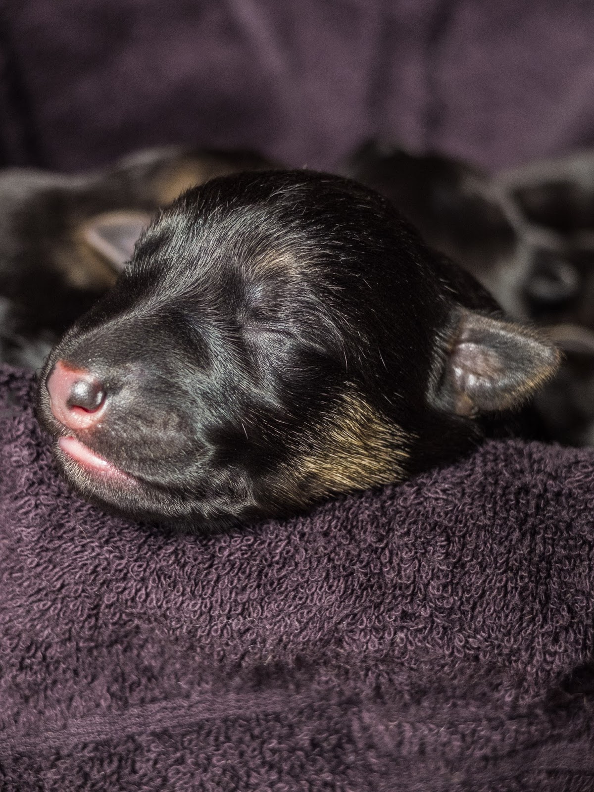 Newborn German Shepherd puppy face.