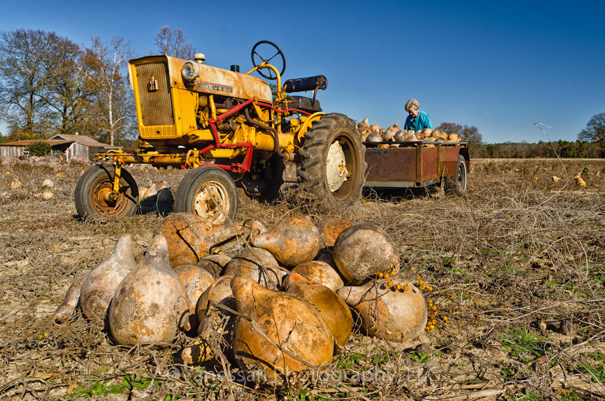 VanessaK Gourd Harvest time in Ridge Springs, SC