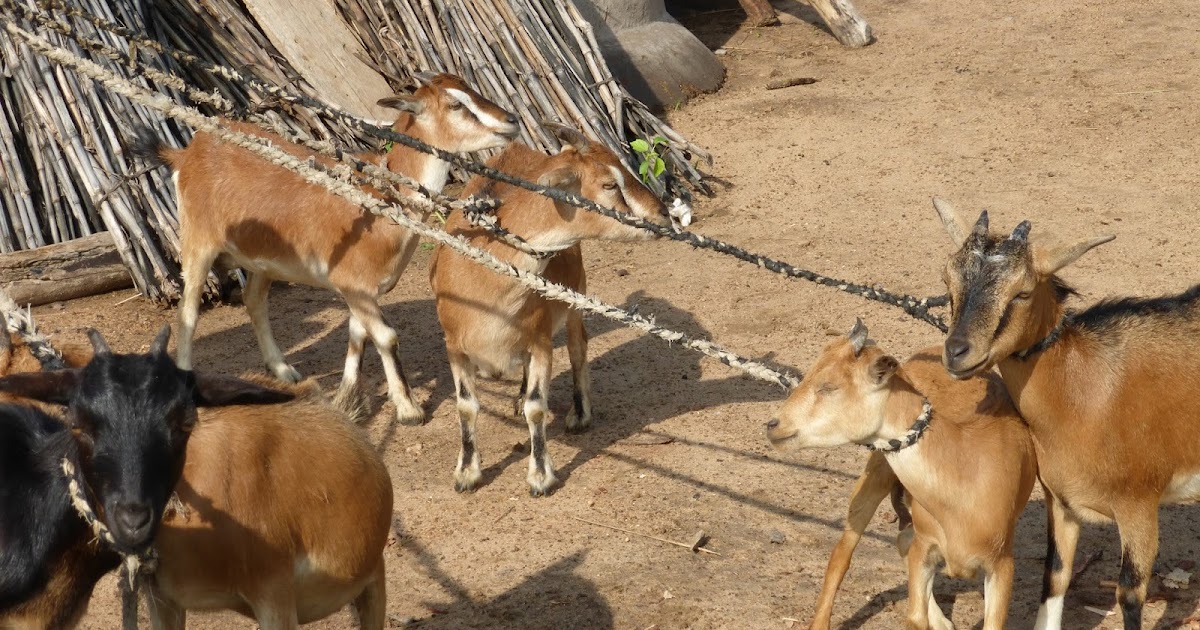 Tethering goats
