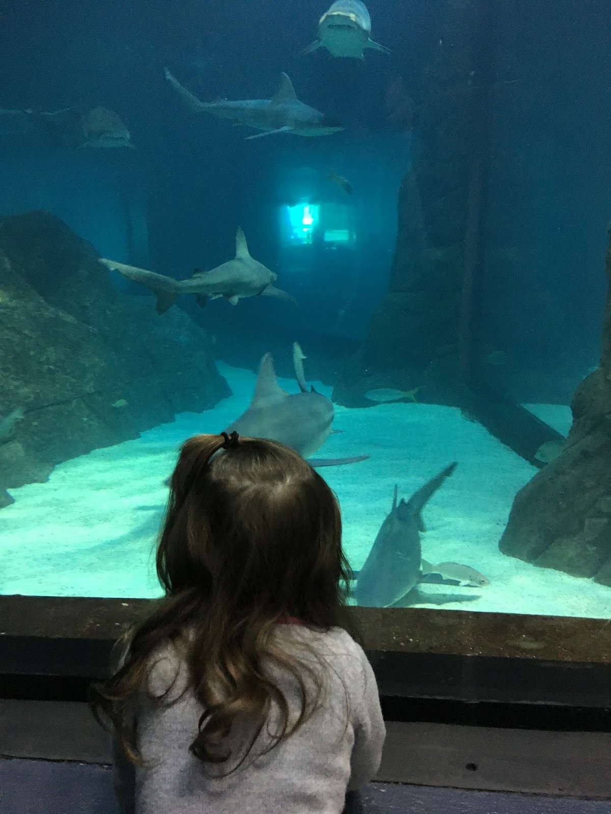 A Journey into the Past New Jersey State Aquarium