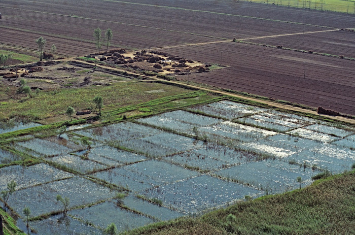 Nankin, Yangtze, Wufu, rizières, © L. Gigout, 1990