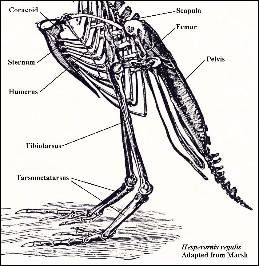 Скелет грудной клетки птицы. Коракоид Воронья кость. Коракоид у лягушки. Скелет птицы коракоид. Скелет кошки коракоид.