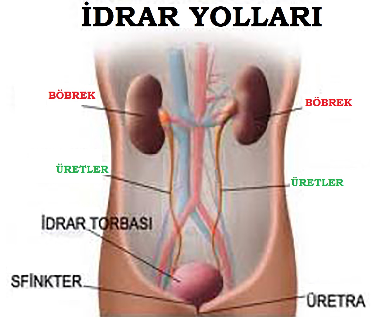 İdrar yanmasına ne iyi gelir İdrar yanmasına ne iyi gelir
